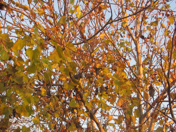 Виноград Листьями Ягодами Ветер Вокруг Ветвей Дерева — стоковое фото