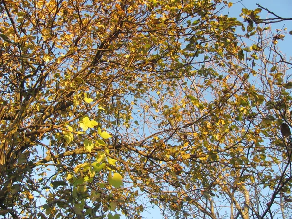 가지들 하늘을 배경으로 초록색 노란색 잎이나 — 스톡 사진
