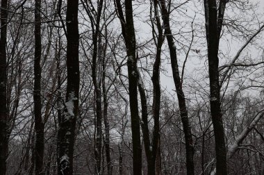 Kış manzarası: karla kaplı çıplak ağaçlar, gri gökyüzü