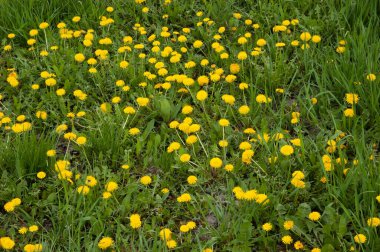 yemyeşil otların arasında sarı karahindibalar