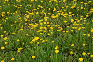 yemyeşil otların arasında sarı karahindibalar