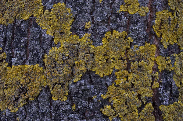 Kaba Ağaç Kabuğu Ile Sarı Liken — Stok fotoğraf