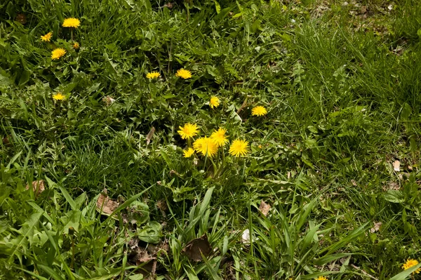 Yellow Dandelions Lush Green Grass — Photo