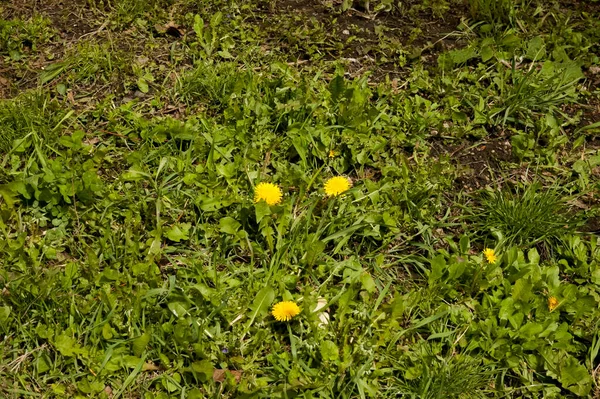 Yellow Dandelions Lush Green Grass — Stock Photo, Image