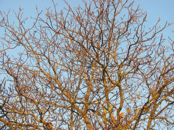 Kale Boomtakken Tegen Blauwe Lucht — Stockfoto