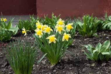 Spring background: yellow daffodils in a flowerbed