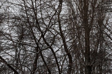 Kış manzarası: karla kaplı çıplak ağaçlar, gri gökyüzü