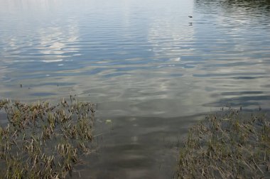 Hafif dalgalı sakin su mavi gökyüzünü yansıtır, ön planda sazlıklar vardır.