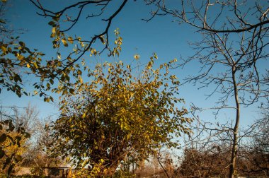 Mavi gökyüzünde yaprakları olan çıplak ağaç dalları ve dalları