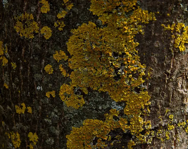 黄色苔癬と大まかな樹皮 — ストック写真