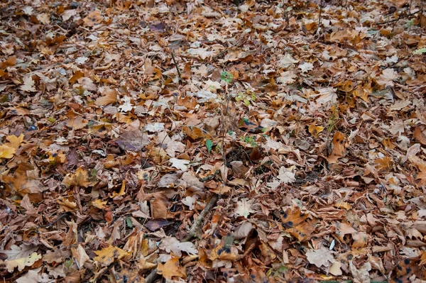 Autumn Background Brown Autumn Leaves Cover Ground — Foto de Stock