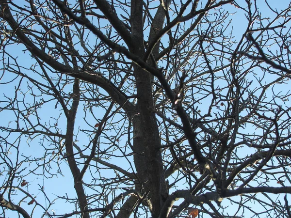 Γυμνά Κλαδιά Δέντρων Ενάντια Στον Γαλάζιο Ουρανό — Φωτογραφία Αρχείου