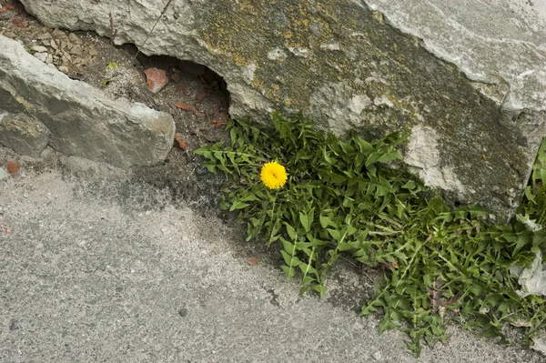Dandelion Pushing Crack Concrete — Fotografia de Stock