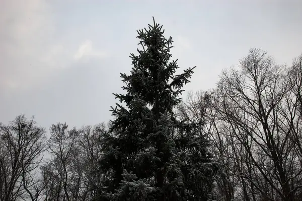 Winter Landscape Bare Trees Snow Covered Fir Tree Gloomy Gray — Foto de Stock