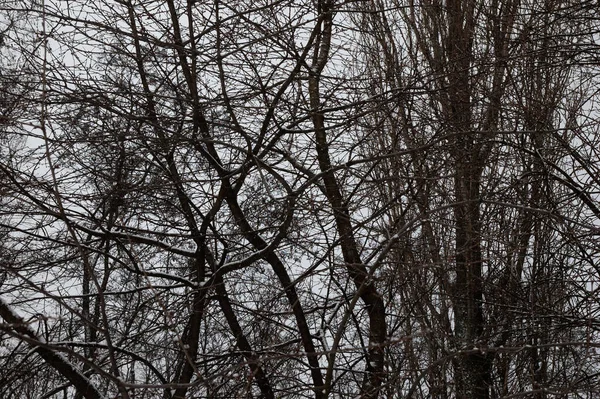 Winter Landscape Bare Trees Covered Snow Gray Sky — Foto de Stock