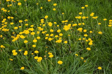 yemyeşil otların arasında sarı karahindibalar