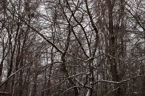 Winter Landscape Bare Trees Covered Snow Gray Sky — Stok fotoğraf