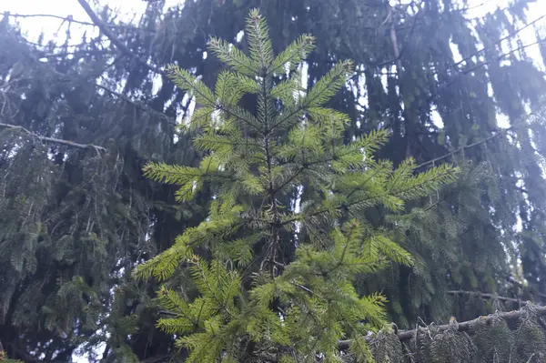 Young Green Pine Old Dark Green Spruce — Fotografia de Stock