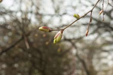 Genç bahar tomurcukları olan bir dal, seçici odaklı.