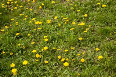 yemyeşil otların arasında sarı karahindibalar