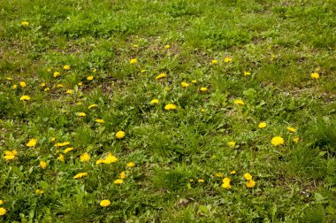yemyeşil otların arasında sarı karahindibalar