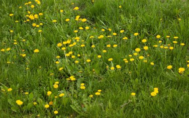 yemyeşil otların arasında sarı karahindibalar