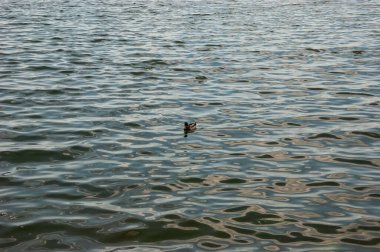 A wild duck floats on water with fine ripples