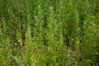 summer background: lush green grass