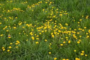 yemyeşil otların arasında sarı karahindibalar
