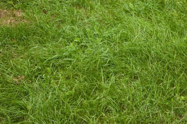 summer background: lush green grass