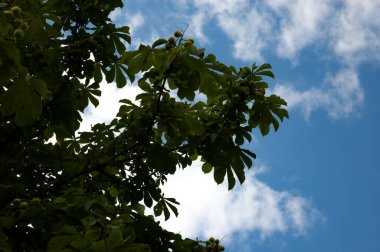 Chestnut branches with green leaves and fruit against the sky