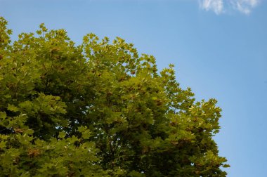 Gökyüzünde yeşil yapraklı akçaağaç dalları