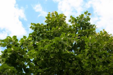 Gökyüzüne karşı yeşil yapraklı ve meyveli ıhlamur dalları