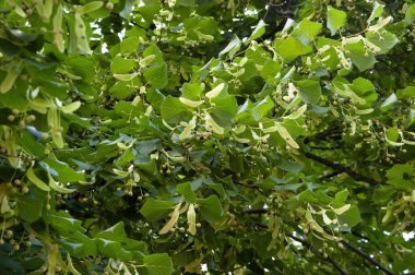 Gökyüzüne karşı yeşil yapraklı ve meyveli ıhlamur dalları