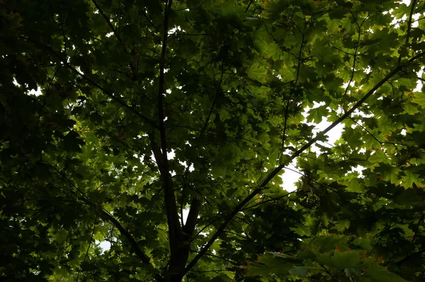 Gökyüzünde yeşil yapraklı akçaağaç dalları