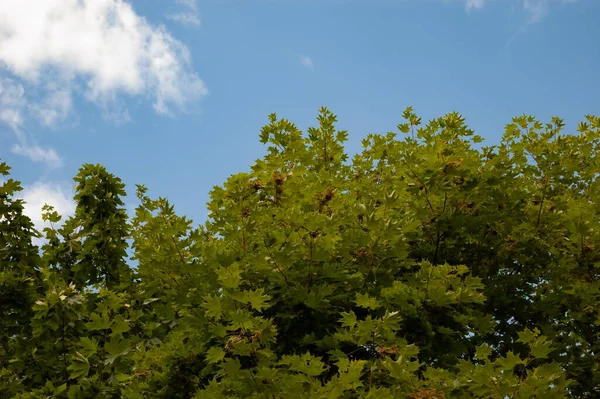 Gökyüzünde yeşil yapraklı akçaağaç dalları