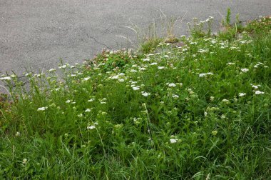 green lawn with clover and yarrow and old asphalt