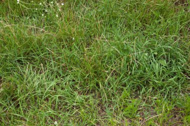 summer background: lush green grass