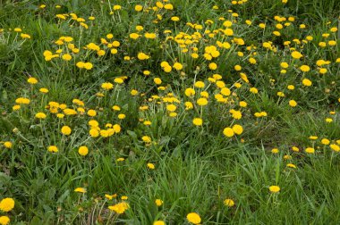 yemyeşil otların arasında sarı karahindibalar