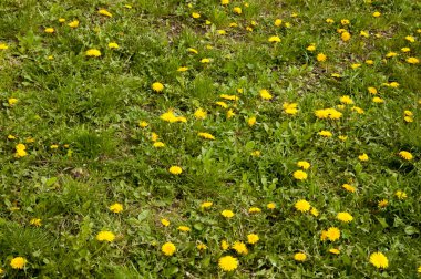 yemyeşil otların arasında sarı karahindibalar