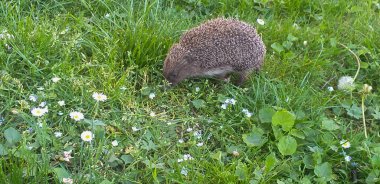 Kirpi yemyeşil çimlerde yürüyor.
