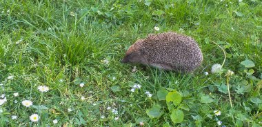 Kirpi yemyeşil çimlerde yürüyor.