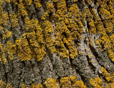 Kaba ağaç kabuğu ile sarı liken