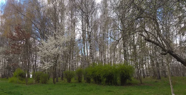 Floresta Bétula Primavera Com Grama Verde Brilhante Arbustos Uma Árvore — Fotografia de Stock