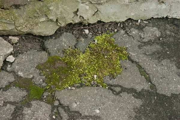 青苔芽穿过裂开的沥青路面 — 图库照片