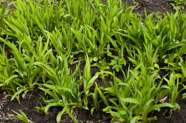 Jeunes Pousses Denses Nénuphars Verts Dans Lit Fleurs Fond Printemps — Photo