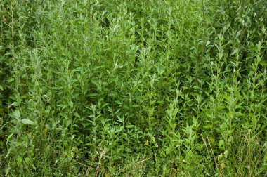 summer background: lush green grass