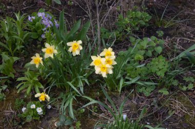Spring background: yellow daffodils in a flowerbed