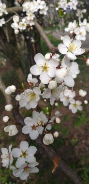 bahar arkaplanı: beyaz çiçekli dal, seçici odak