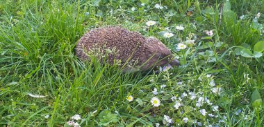 Kirpi yemyeşil çimlerde yürüyor.